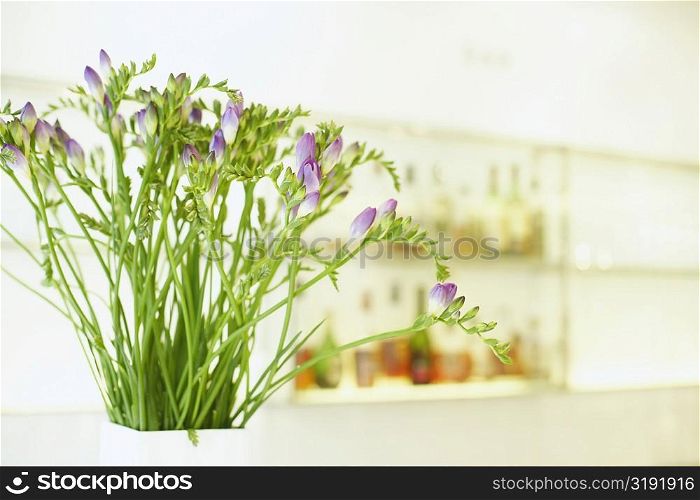 Close-up of a flower vase