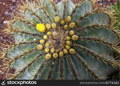 Close-up of a flowering cactus in the Botanical Gardens of El Huerto del Cura in Elche near Alacante in Spain.