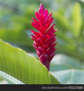 Close-up of a flowering tropical plant, Haleiwa, North Shore, Oahu, Hawaii, USA