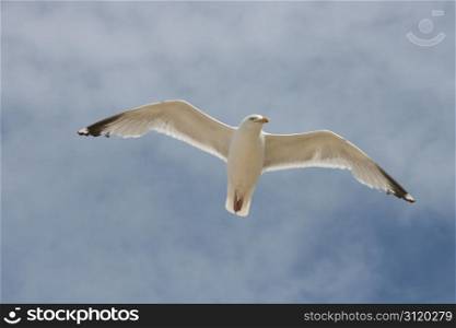 Close-up of a flying gull, with blue sky background