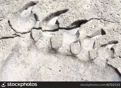 Close-up of a fossil pattern on cement