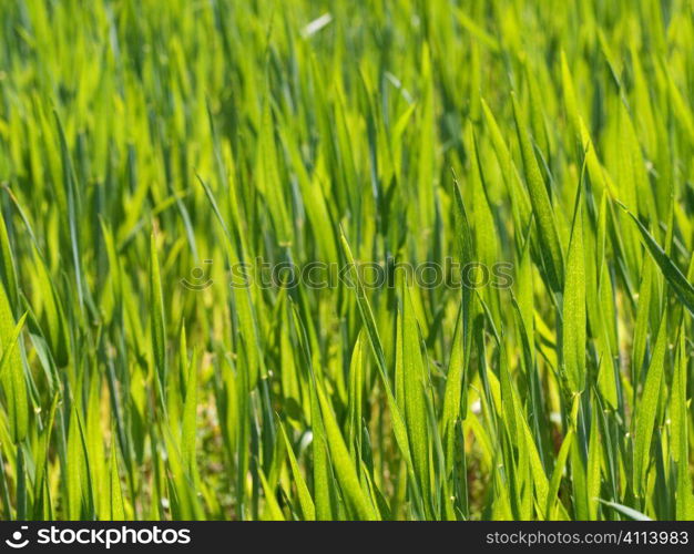 Close up of a fresh green young wheat field at spring