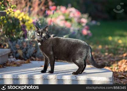 Close up of a frightened black cat, outdoors