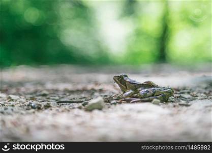 Close up of a frog on a stony floor in the forest