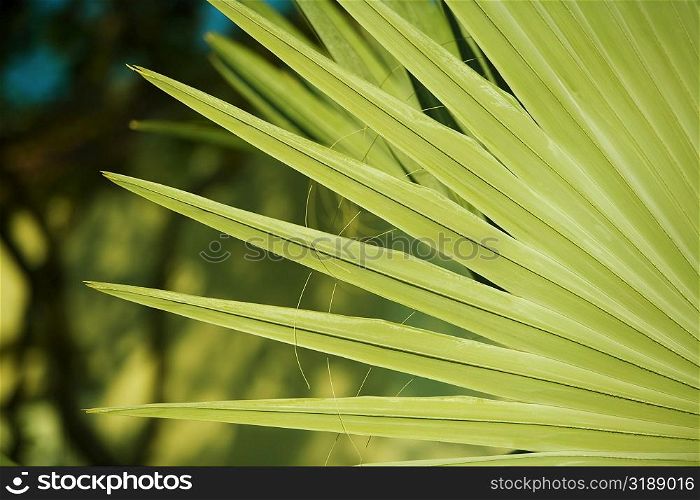 Close-up of a frond