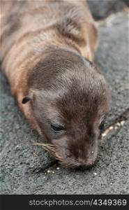 Close-up of a Fur seal pup, Puerto Egas, Santiago Island, Galapagos Islands, Ecuador
