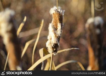 Close Up of a Fuzzy Cattail Plant with Blurred Background