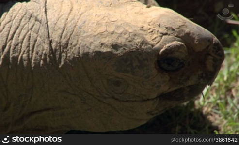 Close-up of a Galapagos giant tortoise