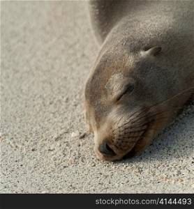 Close-up of a Galapagos sea lion (Zalophus californianus wollebacki) resting, Genovesa Island, Galapagos Islands, Ecuador