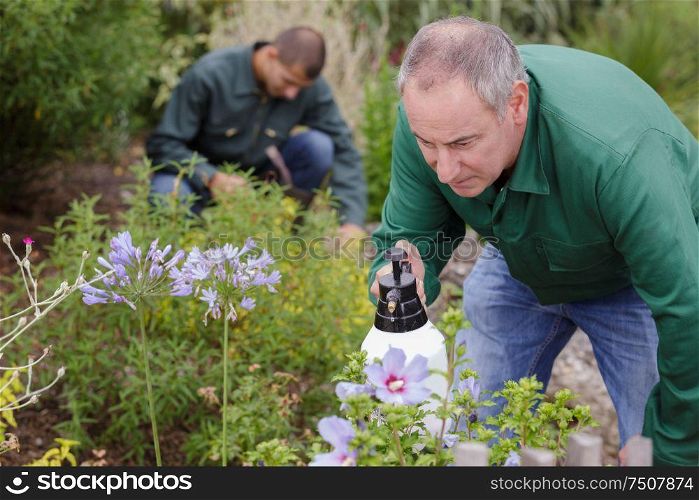 close up of a gardener spraying organic chemical