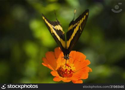 Close-up of a Giant Swallowtail (Papilio Cresphontes) butterfly pollinating a flower