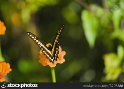 Close-up of a Giant Swallowtail (Papilio Cresphontes) butterfly pollinating a flower