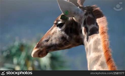 Close-up of a giraffe head and neck