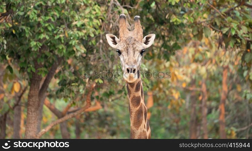Close up of a giraffe head in nature