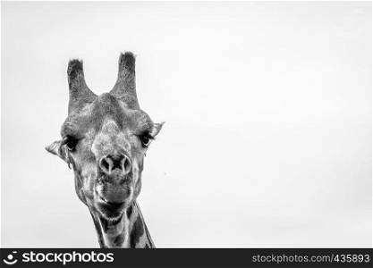 Close up of a Giraffe in black and white in the Okavango delta, Botswana.