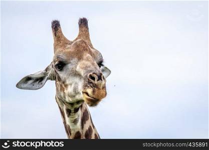 Close up of a Giraffe in the Okavango delta, Botswana.