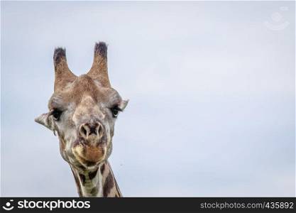 Close up of a Giraffe in the Okavango delta, Botswana.