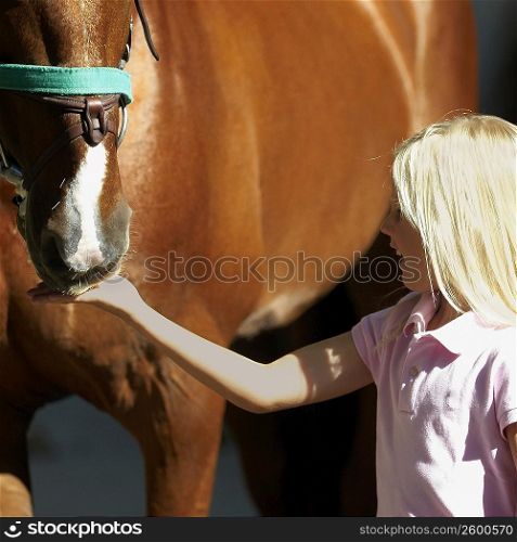 Close-up of a girl feeding a horse