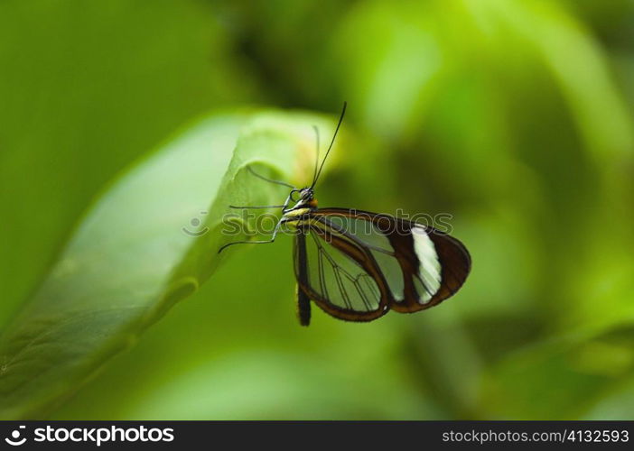 Close-up of a Glasswing (Greta Oto) butterfly on a leaf