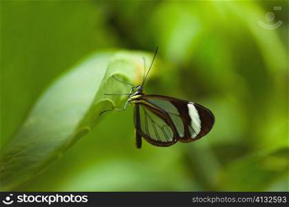 Close-up of a Glasswing (Greta Oto) butterfly on a leaf