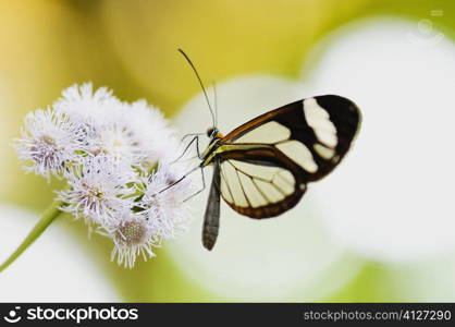 Close-up of a Glasswing (Greta Oto) butterfly pollinating flowers