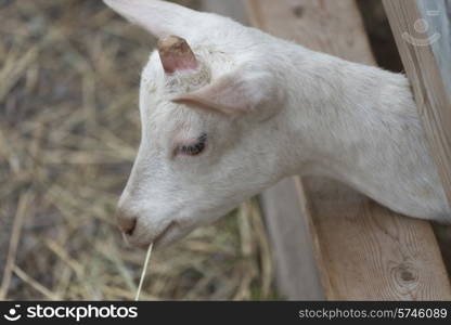 Close-up of a goat, Charlottetown, Prince Edward Island, Canada