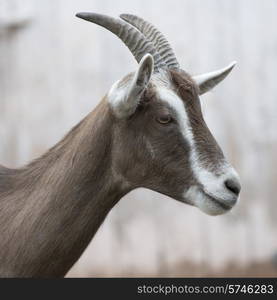 Close-up of a goat, Charlottetown, Prince Edward Island, Canada