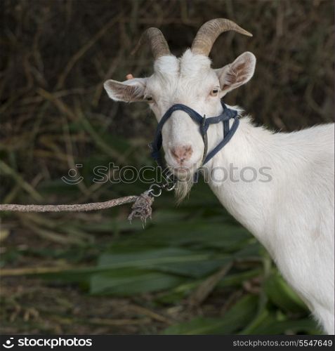 Close-up of a goat, Dunhuang, Jiuquan, Gansu Province, China