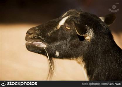 Close-up of a goat eating grass