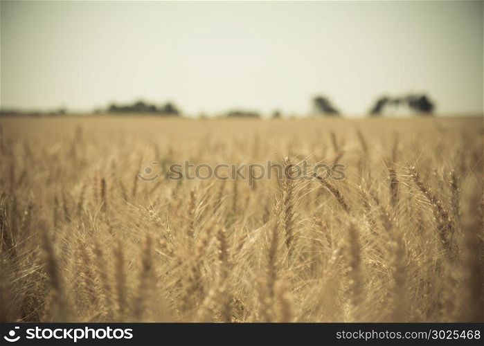 Close up of a golden wheat field.Blurred background.