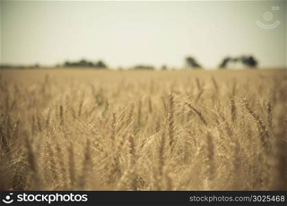 Close up of a golden wheat field.Blurred background.