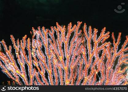 Close-up of a Gorgonian Sea Fan (Subergorgia mollis) underwater, Fiji