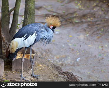 Close-up of a gray crowned crane stands on the edge of the forest. View and profile view of a gray crowned crane
