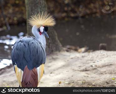 Close-up of a gray crowned crane stands on the shore of a forest lake. Glance and head of Gray Crowned Crane