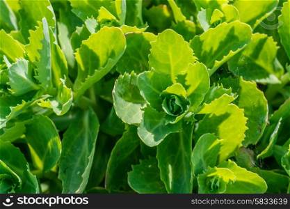 Close-up of a green cabbage field in the summertime