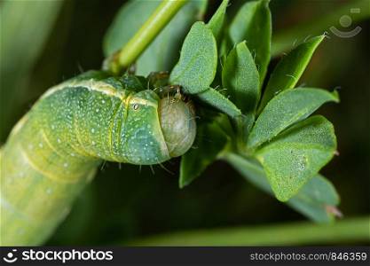 close up of a green caterpillar