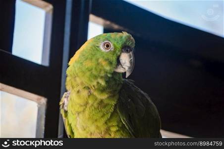close up of a green feathered parrot, close up of green parrot eye with copy space