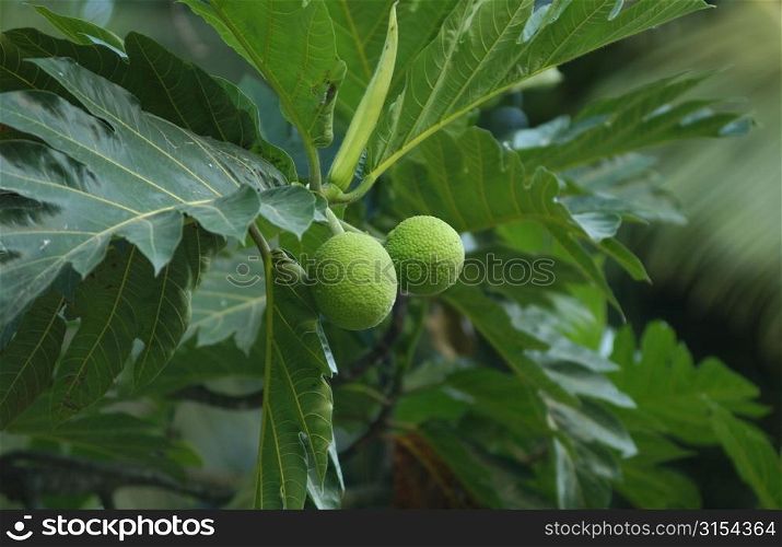 Close-up of a green fruit on a tree, Moorea, Tahiti, French Polynesia, South Pacific