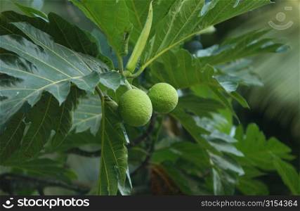 Close-up of a green fruit on a tree, Moorea, Tahiti, French Polynesia, South Pacific