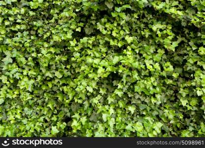 Close-up of a green hedge for a background