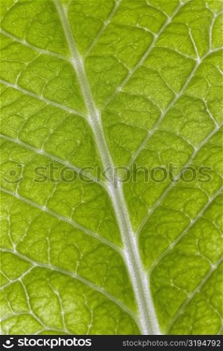 Close-up of a green leaf