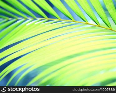 Close up of a Green leaf in nature