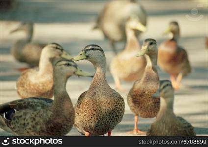Close-up of a group of ducks (Anseriform bird)