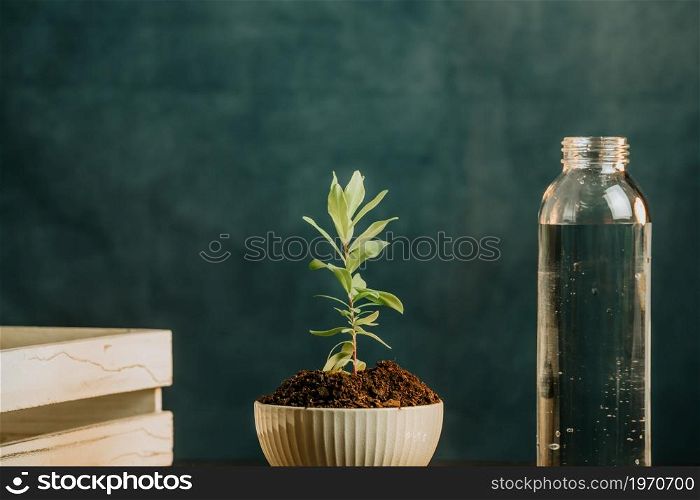 Close up of a growing plant in a put with a dark background, and a bottle of water and copy space, studio shot