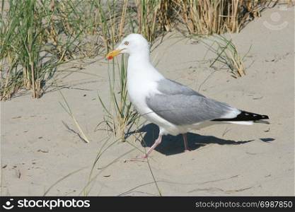 Close-up of a gull sitting on the sand. Nahaufnahme einer im Sand sitzenden Silberm?we