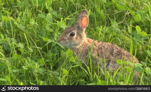 Close up of a hare eating grass