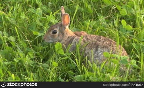 Close up of a hare in the grass