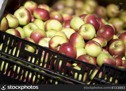 Close-up of a heap of apples in a crate