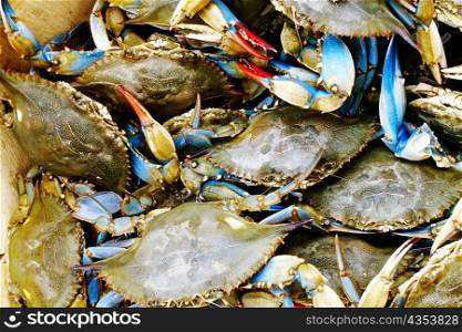 Close-up of a heap of crabs, Annapolis, Maryland, USA