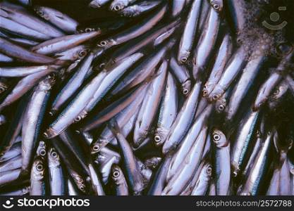 Close-up of a heap of fish, Uwajima, Shikoku, Japan
